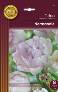 Tulipes Normandie X8 12/+