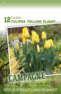 Tulipes Yellow Flight  X12