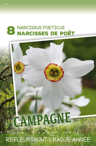 Narcisses De Poët X8