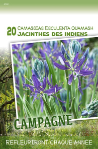 Camassias Esculenta Quamash  X20