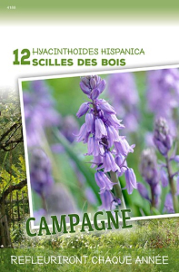 Scilles Des Bois  X12