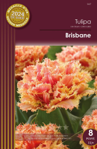 Tulipes Brisbane X8 11/+