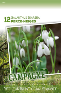 Perce Neiges .. (Galanthus X12