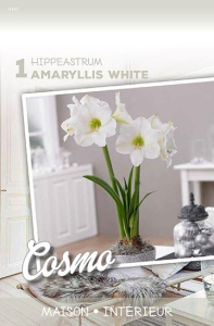 Amaryllis White   X1 30/+