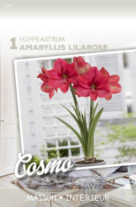 Amaryllis Pink Lilarose  X1 30/+