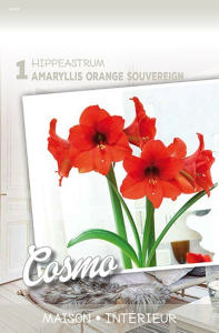 Amaryllis Orange Souvereign Orange X1 30/+