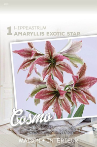 Amaryllis Benfica Rouge Foncé X1 30/+