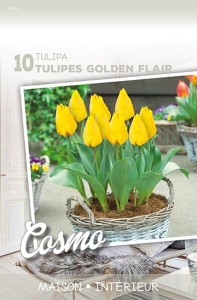 Tulipes Golden Flair X10 12/+