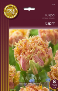 Tulipes Esprit X8 12/+