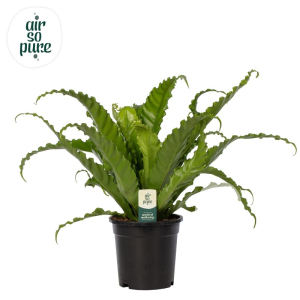 ASPLENIUM OSAKA AIR PUR P12H35