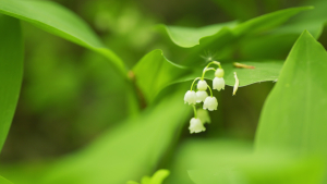 Muguet de Jardin Blanc I X10 Teragile