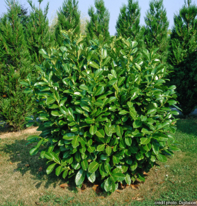 Laurier palme - Prunus laurocerasus rotundifolia - 60/80 cm - Contenant de 5 litres