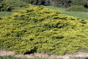Juniperus Pfitzer 'Old Gold' - Conten ant de 2 litres