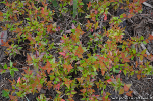Abelia grandiflora sherwood - Contenantde 4 litres