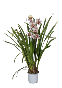 Cymbidium 1 branche