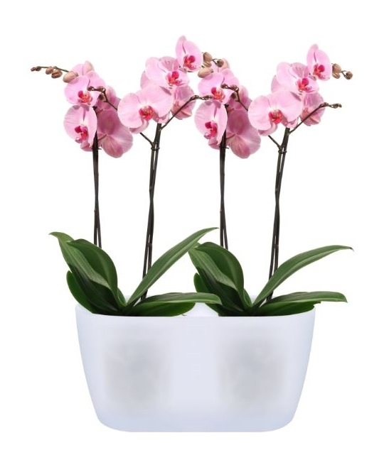 Cache Pot - Spécial Orchidées - Orchidees vacherot