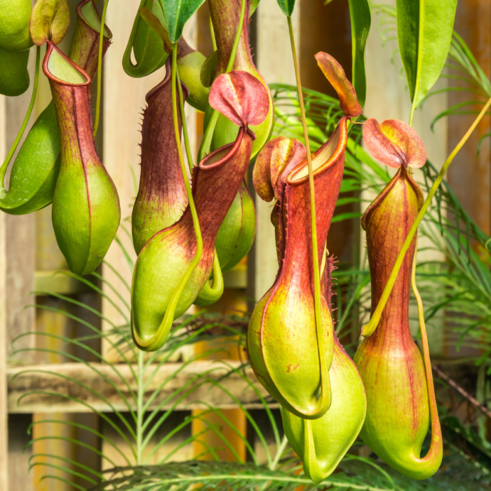 Mélange pour plantes carnivores - matériel pour plantes carnivores,  orchidée, terrarium