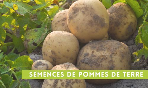 semences de pommes de terre