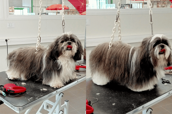 Toilettage shih tzu josselin