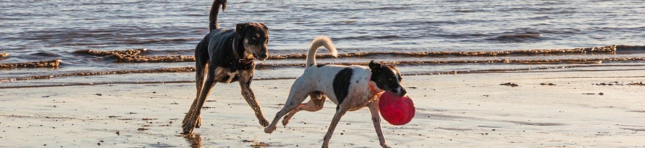 Faire du sport avec son chien