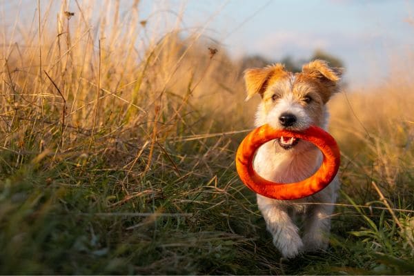 Chien qui fait du sport avec un anneau pour sport canin