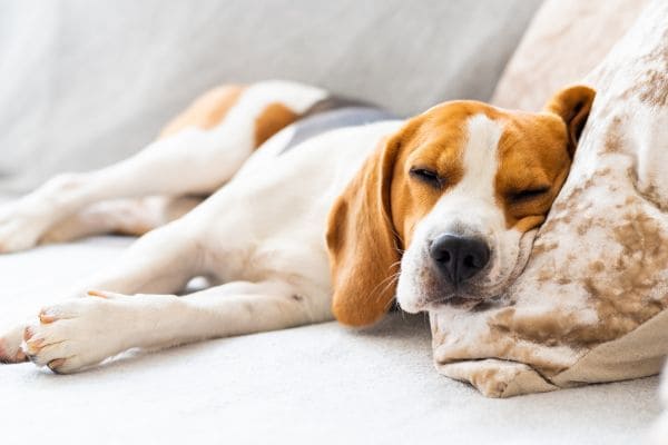 Chien qui ne fait pas de sport, qui dort sur le canapé