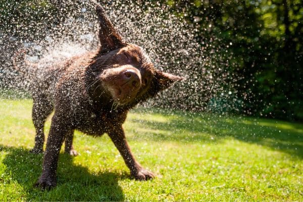 Chien qui se rafraîchit après son sport