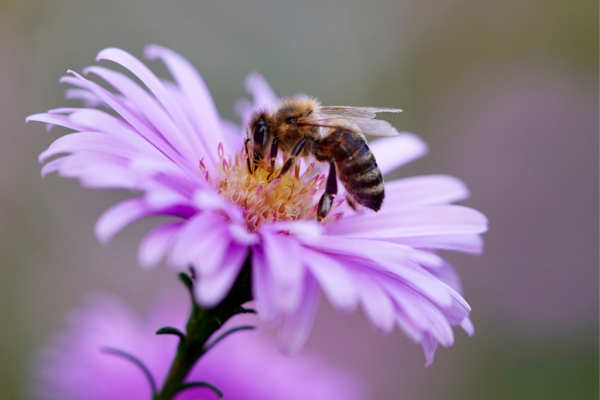 abeille qui butine