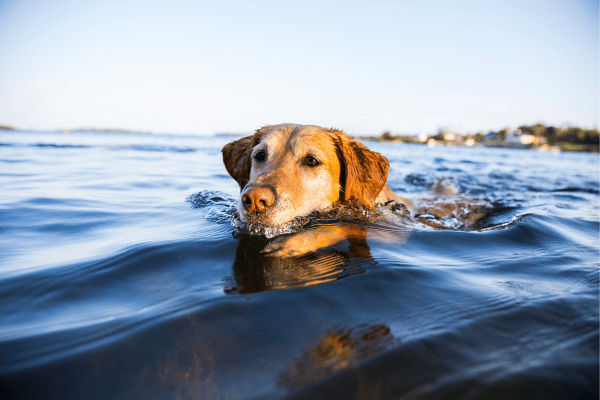 chien qui joue dans eau