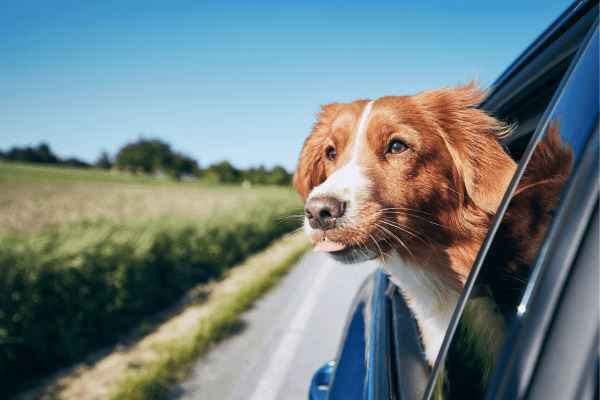 voyage en voiture avec chien