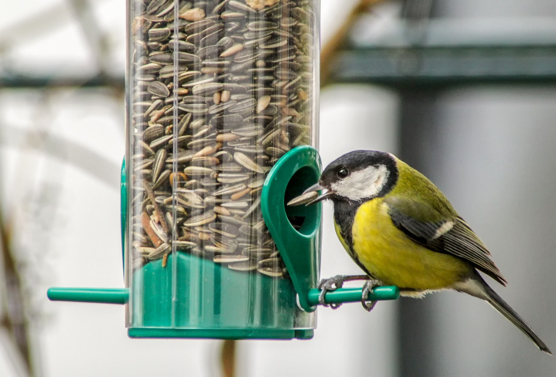 Tournesol Graine pour Oiseaux de Jardin - Nourriture Aliment Source  Protéines 