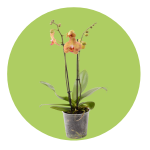 orchidees magasin vert