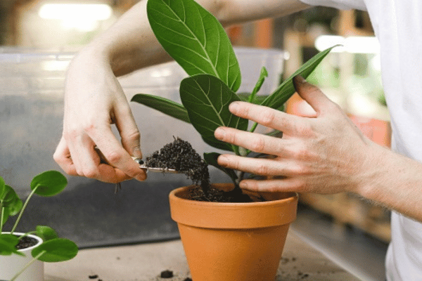 Terreaux pour plantes vertes