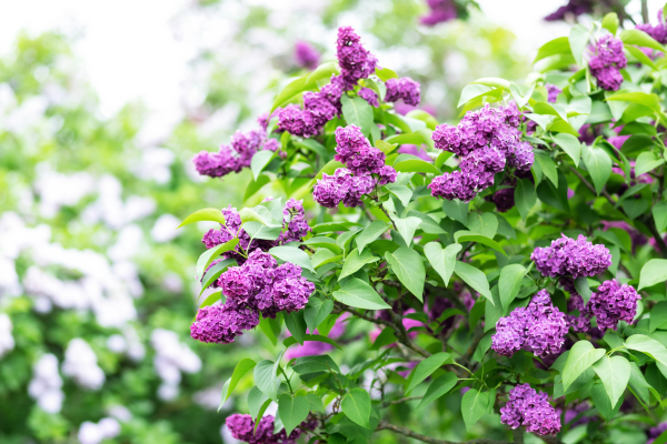 Plantes parfumées et décoratives