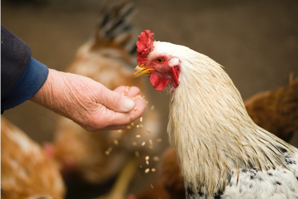 alimentation poules