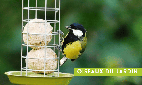 oiseaux du jardin