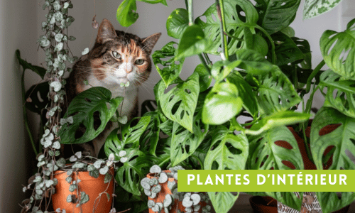 plantes d'intérieur